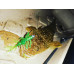 Сьедобный силикон Bait Breath Skeleton Shrimp SSP длина 6,8см (упаковка 8шт) 